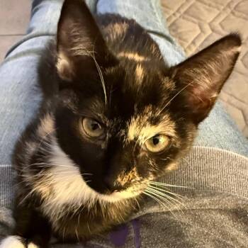 Shilo - City of Industry location -  Domestic Short Hair Cat for Adoption in Chino Hills, California - Shilo - City Of Industry Location | PetCurious