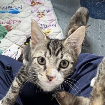 Domestic Short Hair Cats Available for Adoption - Gein | PetCurious