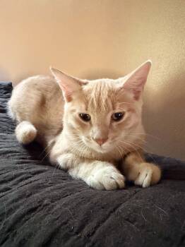 Jasper -  Domestic Short Hair Cat for Adoption in Rumford, Maine - Jasper | PetCurious