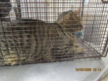 (605) -  Domestic Short Hair Cat for Adoption in Marietta, Georgia - (605) | PetCurious