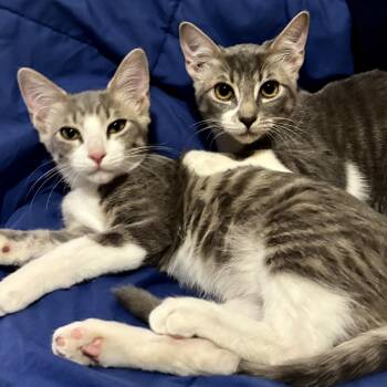 Elvis & Edgar -  Domestic Short Hair Cat for Adoption in Liverpool, Texas - Elvis & Edgar | PetCurious