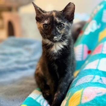 Valor -  Domestic Short Hair Cat for Adoption in Mooresville, North Carolina - Valor | PetCurious
