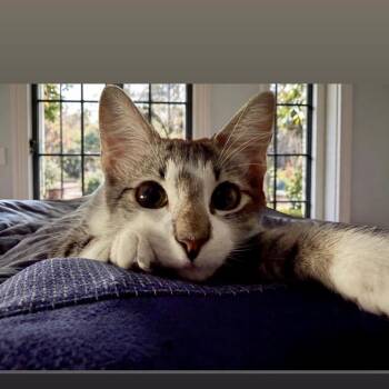 Zelda -  Domestic Short Hair Cat for Adoption in Austin, Texas - Zelda | PetCurious