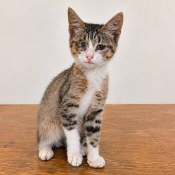 Blair -  Domestic Short Hair Cat for Adoption in Austin, Texas - Blair | PetCurious