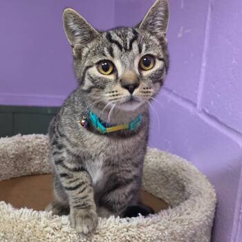 Domestic Short Hair Cats Available for Adoption in New Cumberland, West Virginia - Dover | PetCurious