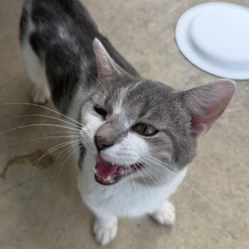 Sugar -  American Shorthair Cat for Adoption in Greensboro, North Carolina - Sugar | PetCurious