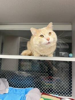 CEREAL MILK -  Domestic Short Hair Cat for Adoption in Omaha, Nebraska - CEREAL MILK | PetCurious