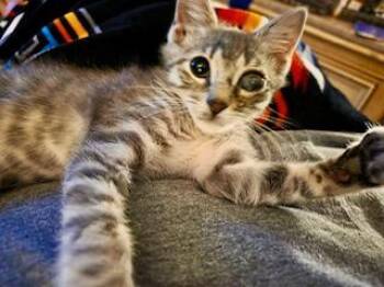 Rescue Domestic Short Hair Cats for Adoption in Noble, Oklahoma - Echo | PetCurious