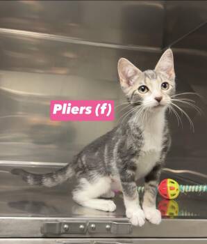 Pliers -  Domestic Short Hair Cat for Adoption in Montville, New Jersey - Pliers | PetCurious
