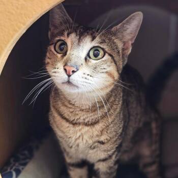 Domestic Short Hair Cats Available for Adoption - Kimberly | PetCurious