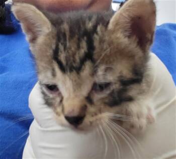 Rescue Domestic Short Hair Cats for Adoption in Dallas, Texas - MIMZY | PetCurious