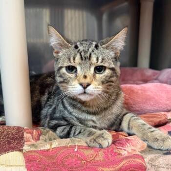 Bear -  Domestic Short Hair Cat for Adoption in Fenton, Michigan - Bear | PetCurious