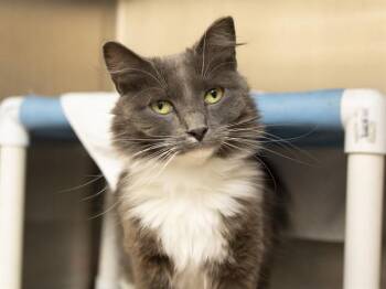 Domestic Medium Hair Cats Available for Adoption in Phoenix, Arizona - SWEETFACE | PetCurious