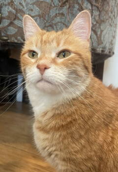 Rescue Domestic Short Hair Cats for Adoption in Greenwich Township, New Jersey - Tig | PetCurious