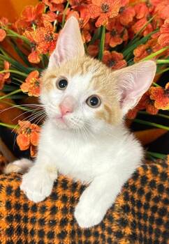 4/19/26 Fig -  Domestic Short Hair Cat for Adoption in Stillwater, Oklahoma - 4/19/26 Fig | PetCurious