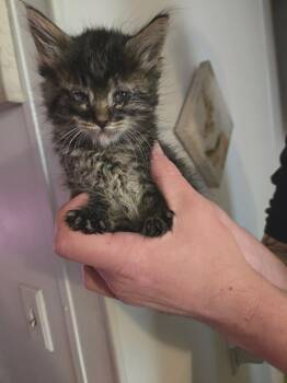 Ursula -  Domestic Medium Hair Cat for Adoption in Kennewick, Washington - Ursula | PetCurious