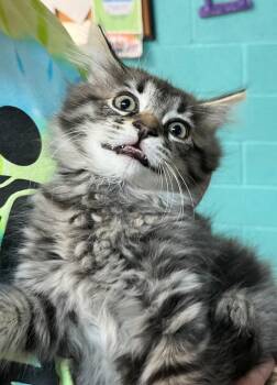 Faro aka Mario -  Domestic Long Hair Cat for Adoption in Burnsville, North Carolina - Faro Aka Mario | PetCurious