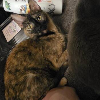 Domestic Short Hair Cats Available for Adoption in Des Moines, Iowa - Molly Weasley | PetCurious
