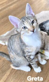 Greta -  Torbie Cat for Adoption in Vacaville, California - Greta | PetCurious