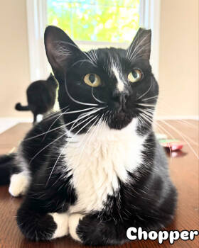 Rescue Domestic Short Hair Cats for Adoption in Glen Raven, North Carolina - CHOPPER | PetCurious