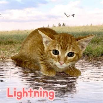 Rescue Domestic Short Hair Cats for Adoption in Visalia, California - LIGHTNING | PetCurious