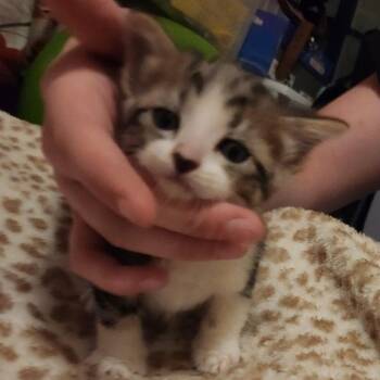 Galaxy -  Domestic Short Hair Cat for Adoption in Cedaredge, Colorado - Galaxy | PetCurious