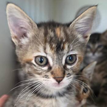 Domestic Short Hair Cats Available for Adoption in Buellton, California - Seraphina | PetCurious