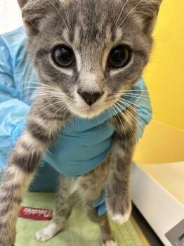 Grace -  Domestic Short Hair Cat for Adoption in Raleigh, North Carolina - Grace | PetCurious