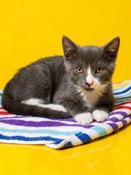 HARVEY -  Domestic Medium Hair Cat for Adoption in Jacksonville, Florida - HARVEY | PetCurious