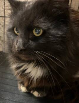 Domestic Medium Hair Cats Available for Adoption - PEPE | PetCurious