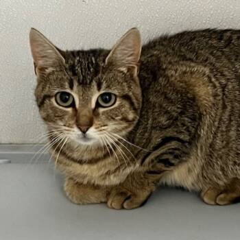 Rescue Domestic Short Hair Cats for Adoption in Oneonta, New York - Relish | PetCurious