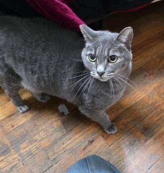 Sukhi -  Domestic Short Hair and Russian Blue Cat for Adoption in San Jose, California - Sukhi | PetCurious