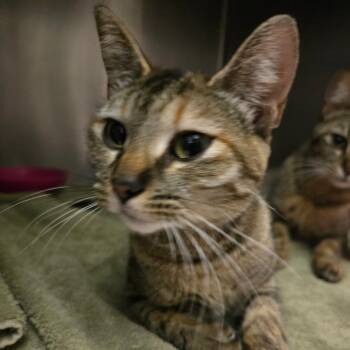 Domestic Short Hair Cats Available for Adoption in Fort Bragg, California - Xena | PetCurious