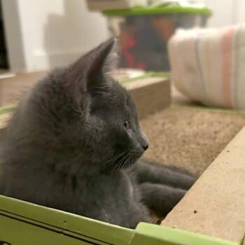 Xcuse Me 9 -  Russian Blue Cat for Adoption in Austin, Texas - Xcuse Me 9 | PetCurious