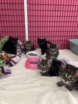 Root -  Domestic Short Hair Cat for Adoption in Diamond Springs, California - Root | PetCurious