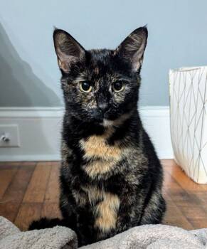 Rescue Domestic Short Hair Cats for Adoption - Momma Maci | PetCurious