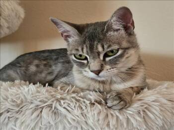 Domestic Short Hair Cats Available for Adoption in Conroe, Texas - LUNA | PetCurious
