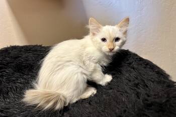 Mona Lisa -  Domestic Long Hair Cat for Adoption in Fountain Hills, Arizona - Mona Lisa | PetCurious