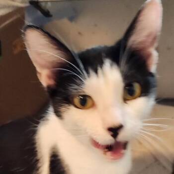 M-Shaynie -  Domestic Short Hair Cat for Adoption in Arizona City, Arizona - M-Shaynie | PetCurious