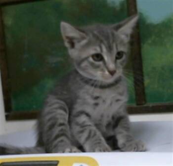 BRITNEY -  Domestic Short Hair Cat for Adoption in Houston, Texas - BRITNEY | PetCurious