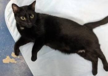 Domestic Short Hair Cats Available for Adoption in Simcoe, Ontario - Blitz | PetCurious