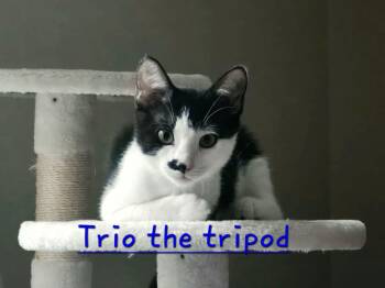 Trio -  Domestic Short Hair Cat for Adoption in Shrewsbury, Massachusetts - Trio | PetCurious