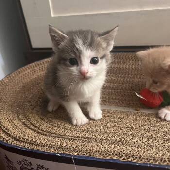 Rollie Pollie -  Domestic Short Hair Cat for Adoption in Charlottesville, Virginia - Rollie Pollie | PetCurious