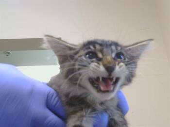 A924137 -  Domestic Medium Hair Cat for Adoption in Sacramento, California - A924137 | PetCurious