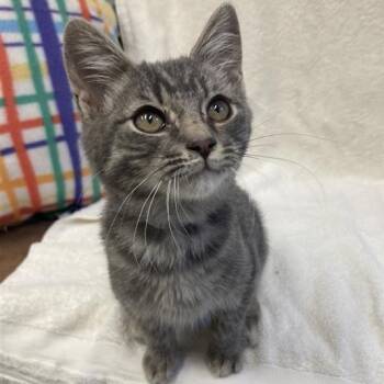 Rescue Domestic Short Hair Cats for Adoption in Long Beach, California - Salsa | PetCurious