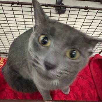Josie -  Domestic Short Hair Cat for Adoption in Des Moines, Iowa - Josie | PetCurious