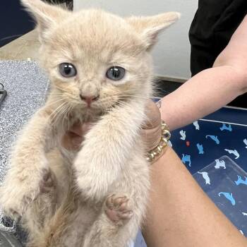 Domestic Short Hair Cats Available for Adoption in Galveston, Texas - Marlow | PetCurious