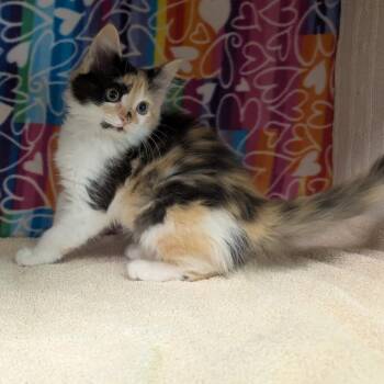 Domestic Medium Hair Cats Available for Adoption - Lani | PetCurious