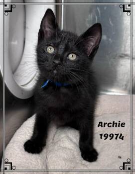 ARCHIE -  Domestic Short Hair and Bombay Cat for Adoption in Marietta, Georgia - ARCHIE | PetCurious