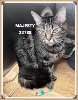 MAJESTY -  Domestic Medium Hair Cat for Adoption in Marietta, Georgia - MAJESTY | PetCurious